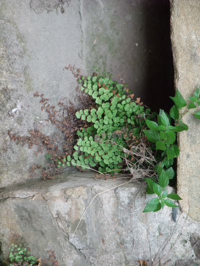 adiantum capillus veneris