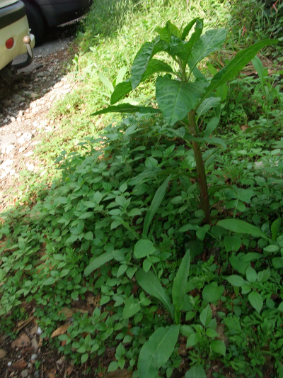 amaranthus