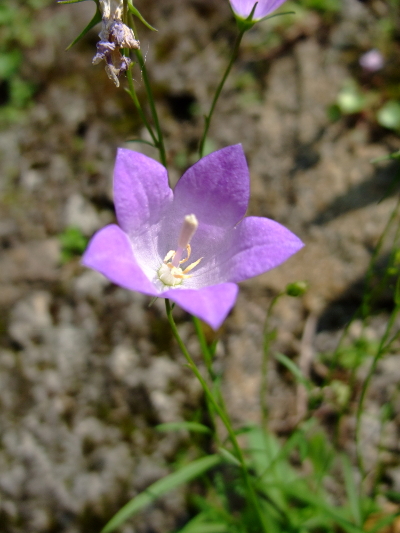 campanula rotundifolia