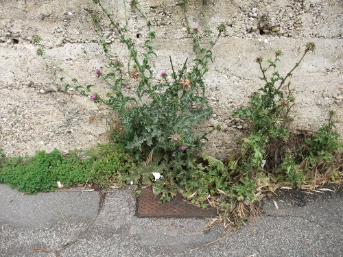 chardon marie silybum marianum oxalis