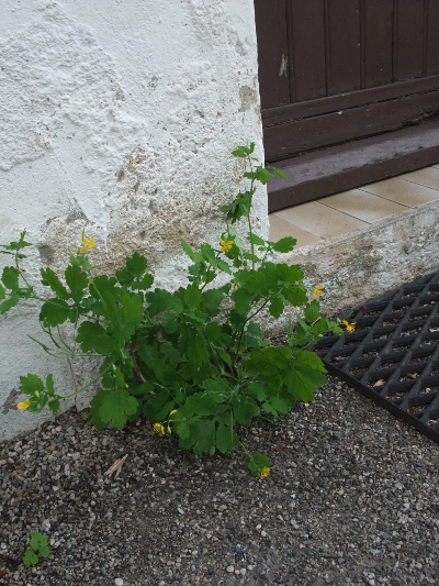 chelidonium majus herbe a verrue