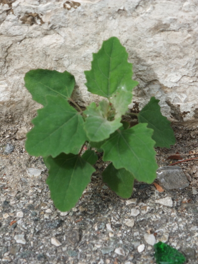 chenopodium2