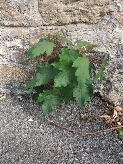 erable sycomore acer pseudoplatanus