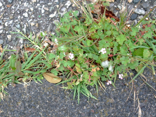 geranium chiendent