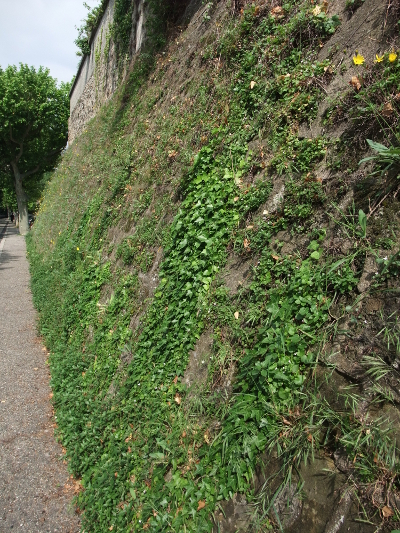 mur de tuffe naturellement vegetalise