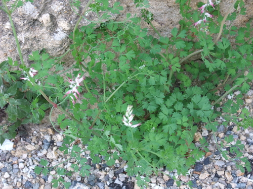 parietaria judaica cymbalaria muralis