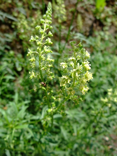 reseda lutea2