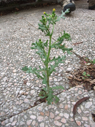 senecio vulgaris