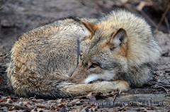 loup couche by arne von brill