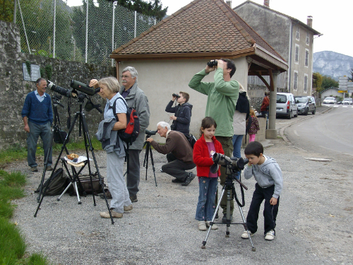 observation chamois